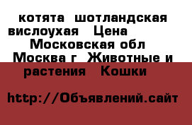 котята  шотландская вислоухая › Цена ­ 6 000 - Московская обл., Москва г. Животные и растения » Кошки   